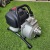 Бензиновая мотопомпа Honda WQ 10 в Барнауле